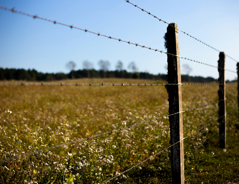 Barbed Wires