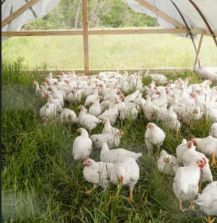 Poultry Equipment