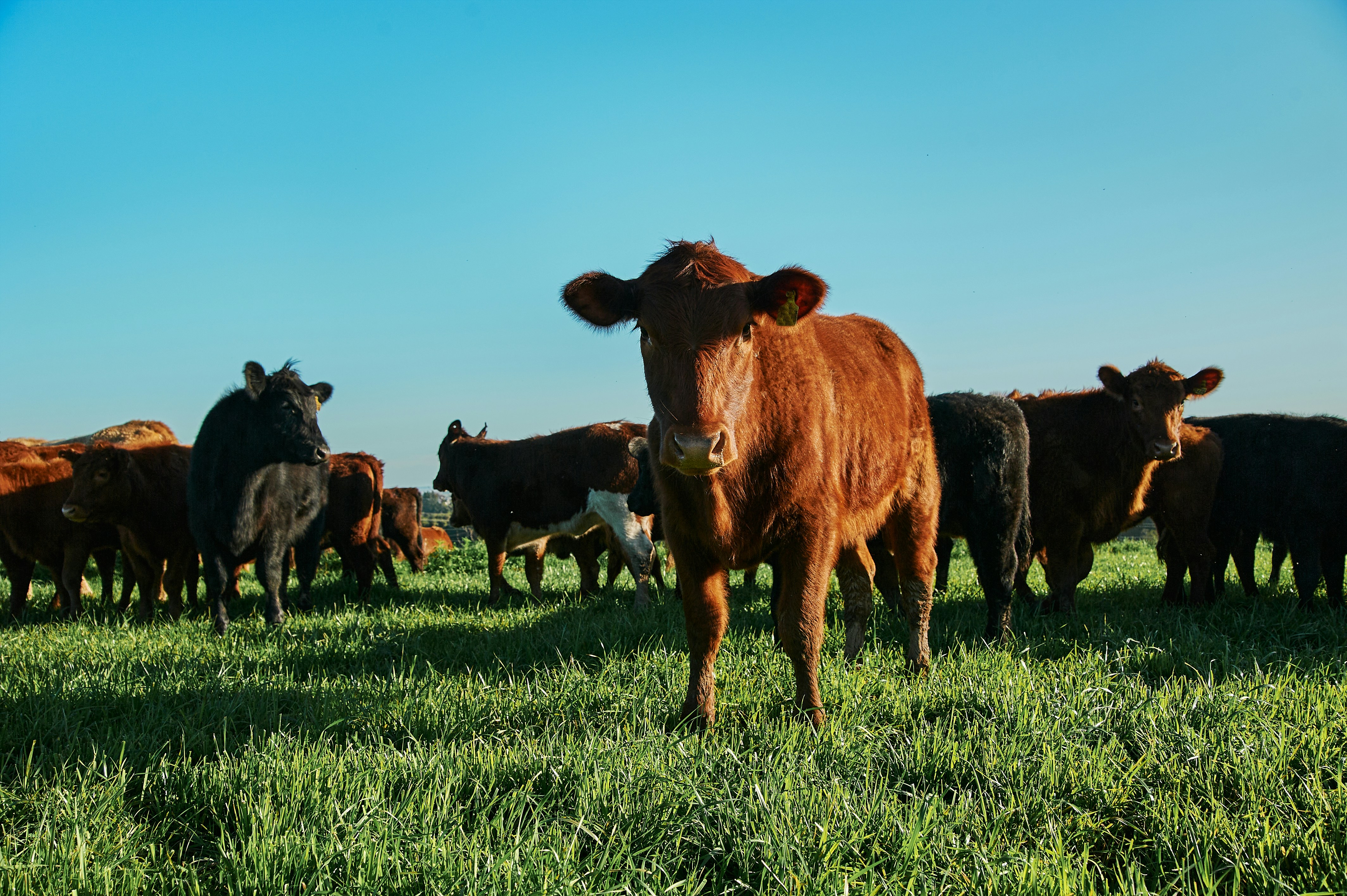 Livestock Equipment